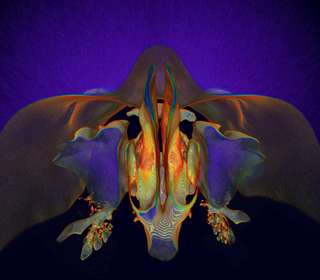 Illustration for article titled Top 5 Best Science Images of 2007 Gallery